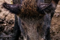 Divočáci běhají mezi domy v Praze a ohrožují i auta