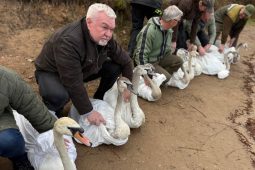 Labuťe dostaly druhou šanci. Po léčbě se vracejí do přírody