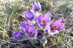 Na brněnském Kamenném vrchu se již objevily květy koniklece velkokvětého