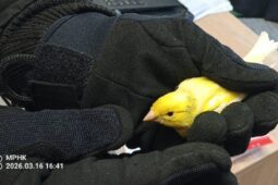 Našli jste mládě v přírodě? Dobrá vůle může uškodit