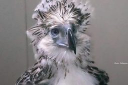 Po 13 letech se podařilo odchovat mládě orla opičího metodou umělé inseminace, pomohla i Zoo Liberec