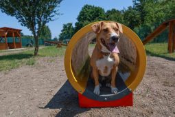 Psí park Raťafáček čekají úpravy i nové akce