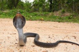 Smrtící obrana z dálky – plivající kobry dokážou zasáhnout cíl na několik metrů s děsivou přesností