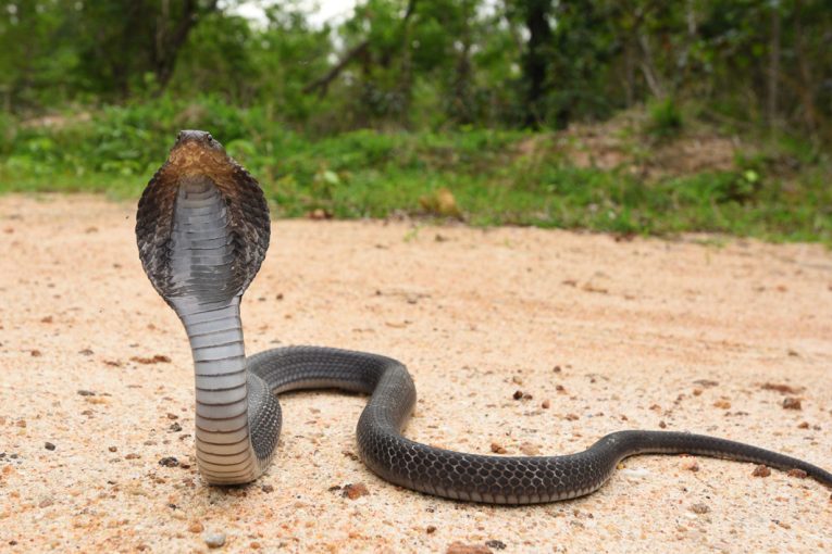 Smrtící obrana z dálky – plivající kobry dokážou zasáhnout cíl na několik metrů s děsivou přesností