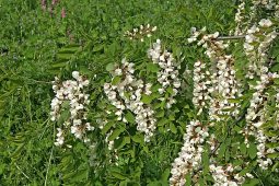 Praha kácí akáty, příroda se ale vrací pomalu, říká Komrsková