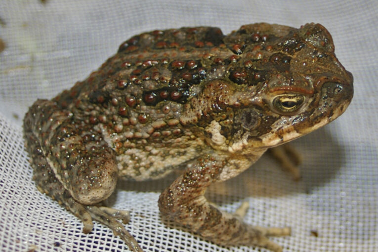 Z experimentu katastrofa: Jak ropucha obrovská ovládla Austrálii