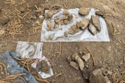 Nečekaný objev ve Vyškově: Pod stromem se skrýval hrob starý 3500 let