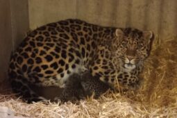 VIDEO: Obrovská radost v zoo! Po deseti letech se narodili tři ohrožení levharti