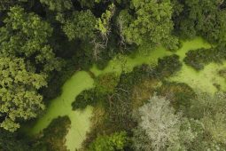 Řízené zaplavování lužních lesů v CHKO Soutok začalo