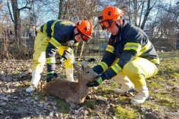 Hasiči zachránili srnku uvízlou v bahně i psa schovaného pod hromadou dřeva