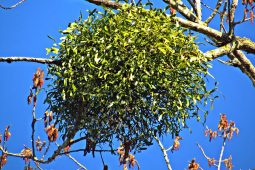 V rožnovském městském parku odstraňují ze stromů jmelí