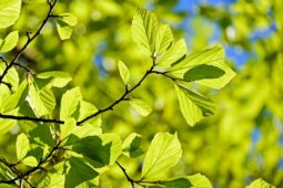 Kroměříž sází na biodiverzitu. Altýře a Trávník získají novou zeleň