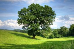 Chcete pečovat o své stromy? Město nabízí grant na jejich ošetření