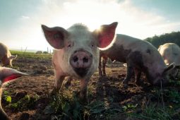 Chovatel přišel o sto sedm prasat. Zvířata se v nouzi napadala mezi sebou