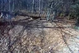 VIDEO: Jelena uvěznila síť. Boskovickým policistům se podařilo ho vysvobodit  