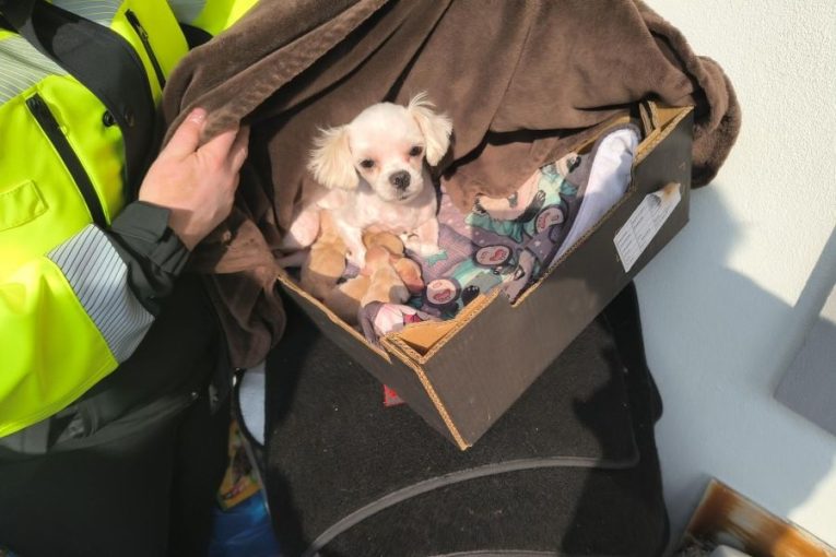 Kriminalisté odhalili nelegální množírnu. 150 psů živořilo v příšerných podmínkách