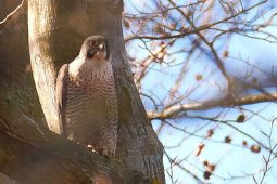 Sokol stěhovavý se po desetiletích vrátil do Chřibů. Ochránci žádají návštěvníky o klid