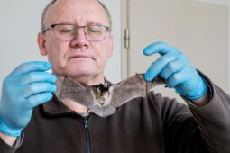 Objevený parazit je pojmenovaný po Veterinární univerzitě Brno