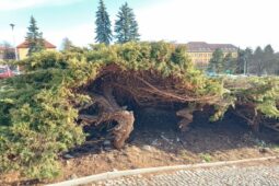 Prostor před kulturním domem ožije. Staré keře nahradí nová zeleň