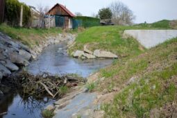 Bobři dobývají Olomouc. Hráze rostou přes noc, škody zatím minimální