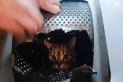 Netradiční zásah hasičů. Zvíře uvízlo v pračce