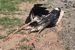 Dalšího čápa na Semilsku zabil proud z elektrického vedení. Město jedná o zabezpečení