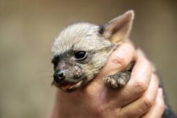 Aprílový zázrak: narodila se čtyři mláďata hyenek