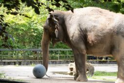 Konec jedné éry: Slonice Bala opustí libereckou zoo, čeká ji nový život v Británii