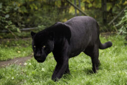 Temný přízrak džungle a dokonalý predátor: Poznejte pravdu o černých panterech!