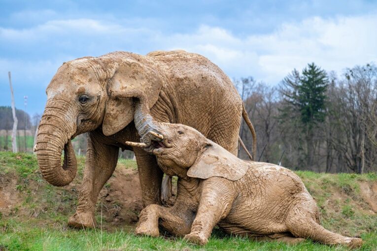 Velikonoce v Zoo Zlín: Jarní květy, zvířecí miminka i speciální prohlídky