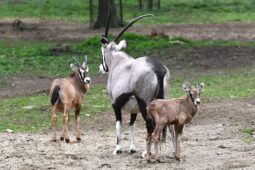 Oryxí baby boom v Olomouci: 14 mláďat poprvé na slunci