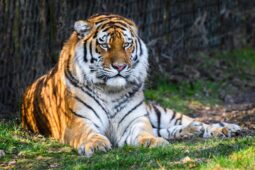 Nový samec v tygřím výběhu. Ambasador má přinést naději na rozmnožení vzácného druhu