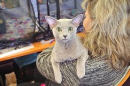 Do Hradce míří kočičí elita. O víkendu padne Best of Best