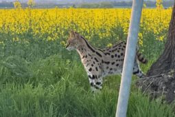 Exotická šelma na útěku. Serval se ztratil v řepce