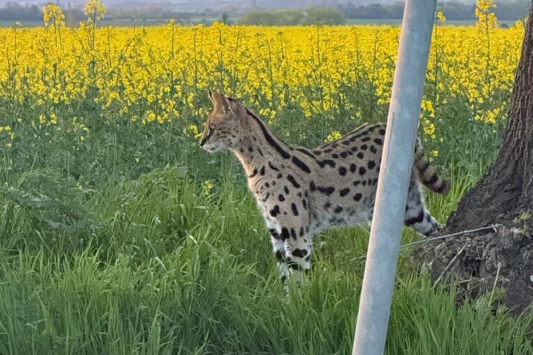 Exotická šelma na útěku. Serval se ztratil v řepce