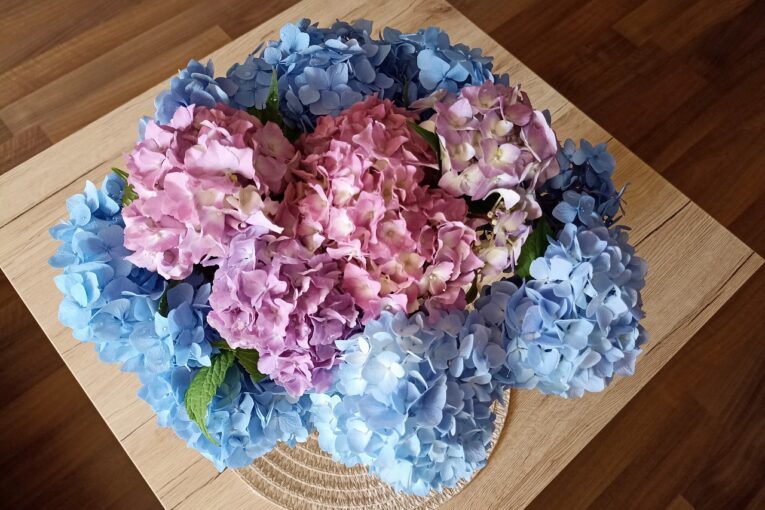 Hortenzie velkolistá. Nyní je ideální čas ovlivnit barvu jejích květů