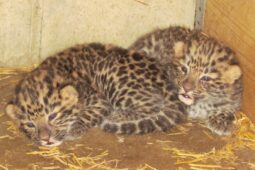 Vzácná mláďata levharta mandžuského poprvé na fotografiích