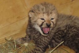 Zoo Olomouc slaví: narodilo se rekordních šest gepardů!