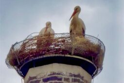 Drama na komíně. Čápi v Boleslavi bojovali o hnízdo