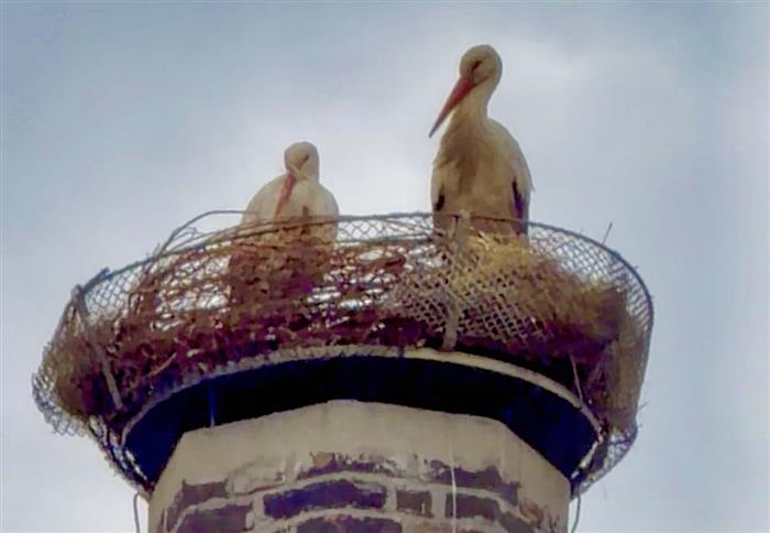 Drama na komíně. Čápi v Boleslavi bojovali o hnízdo