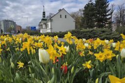Valašské Meziříčí se probouzí do jara, tisíce květů zaplavilo město