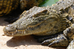 Predátor z pravěku: Krokodýl se nezměnil miliony let a strategie jeho lovu je smrtící