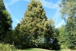 Tichý svědek dějin. Příbramská lípa slaví významné jubileum