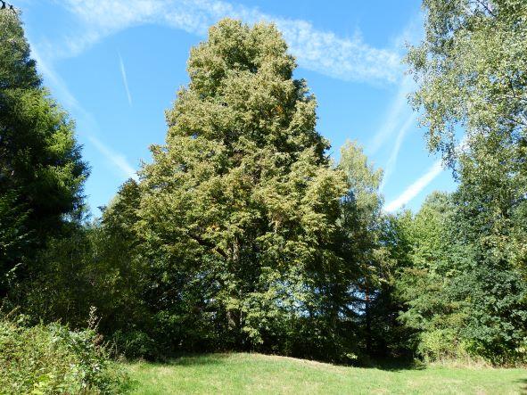 Tichý svědek dějin. Příbramská lípa slaví významné jubileum