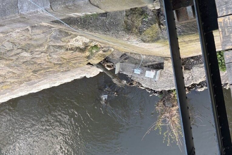 Břeclavské strážníky zaměstnala v minulých dnech také zvířata v nesnázích