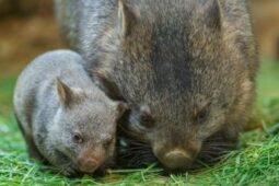 Zoo Praha zve na víkend s vombatem i Dnem Země
