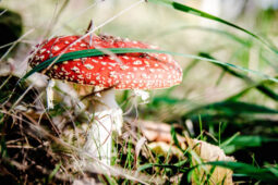 Kouzelné elixíry: Co tajemného lidé odedávna pili, aby mohli překročit hranice reality?