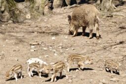 V oboře Holedná se narodila první letošní selátka. Jedno z nich je puntíkaté 