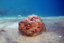 Odranec dokáže způsobit bolest, na kterou se nezapomíná