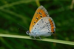 Objevte tajemství obory Hvězda. Přednášky přiblíží život lesa uprostřed Prahy